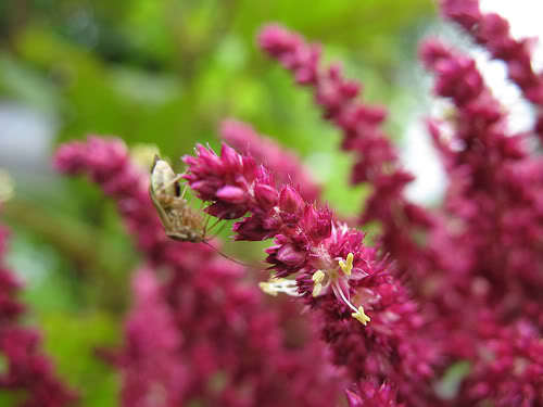 Image of amaranth.