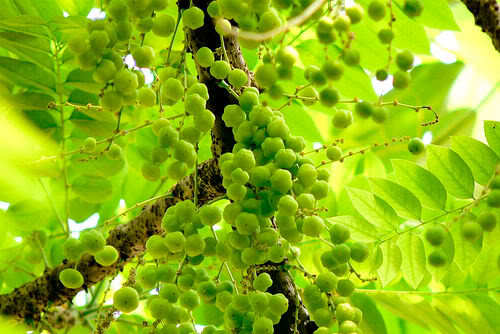 Image of Indian gooseberry.