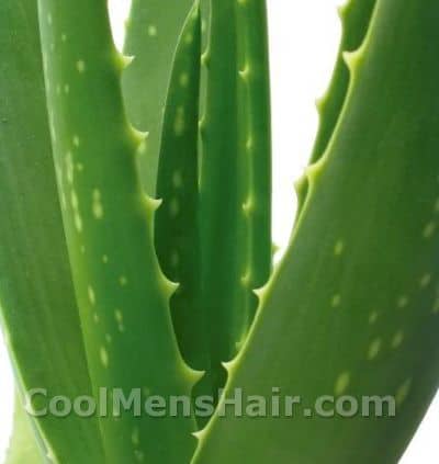 Image of aloe vera.