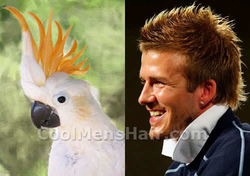 Photo of cockatoo hairstyle.